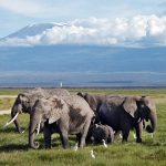 Amboseli