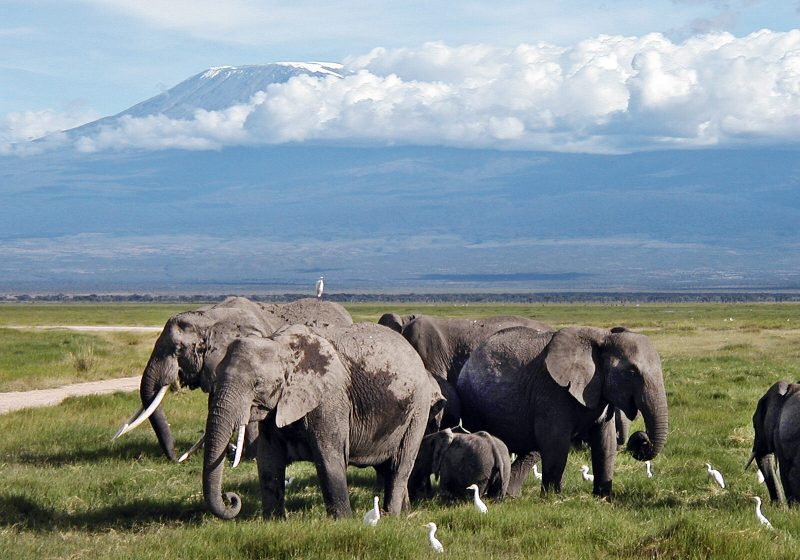 Amboseli