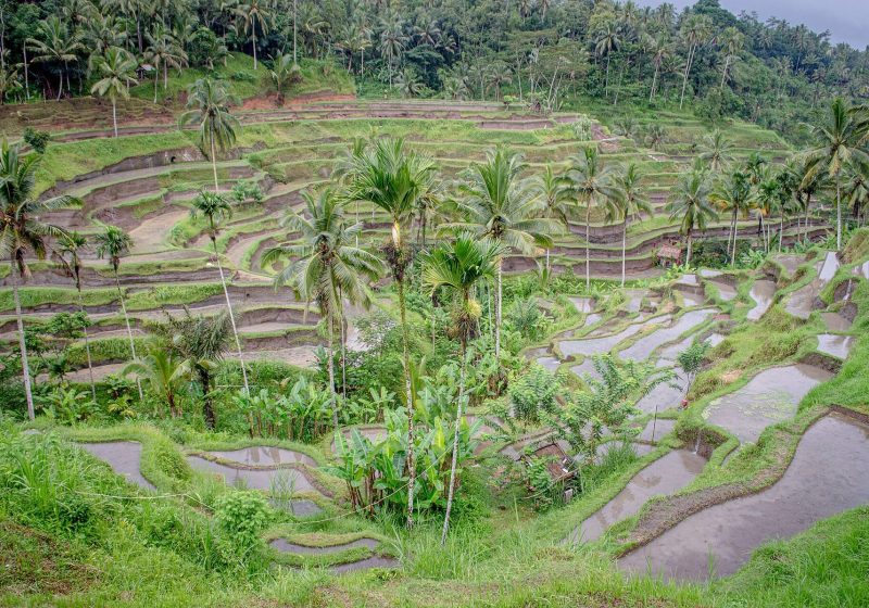 Bali