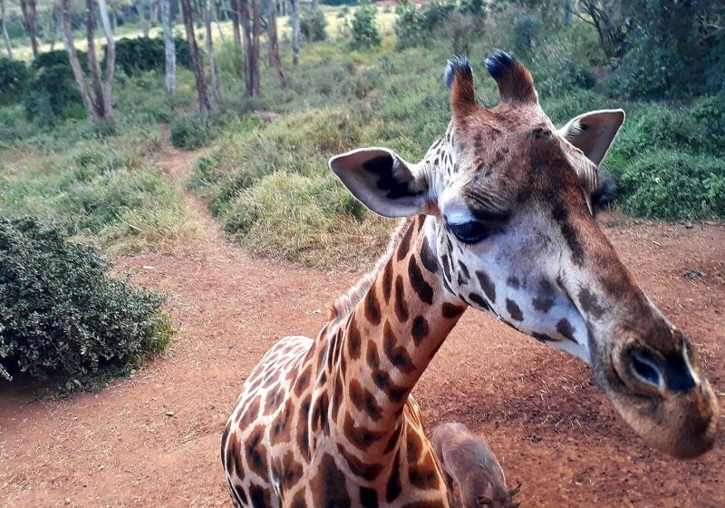 Giraffe Centre