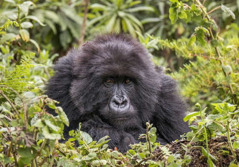 Mountain gorilla, Rwanda