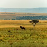 Maasai Mara