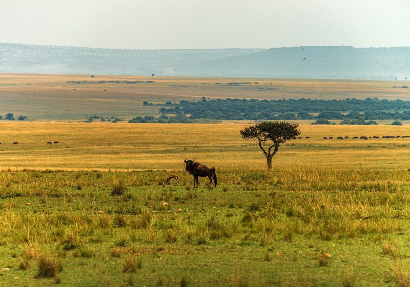 Maasai Mara