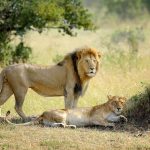 Lions, Maasai Mara