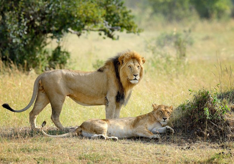Lions, Maasai Mara