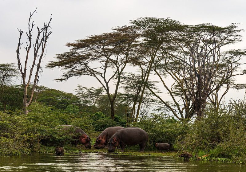Lake Naivasha