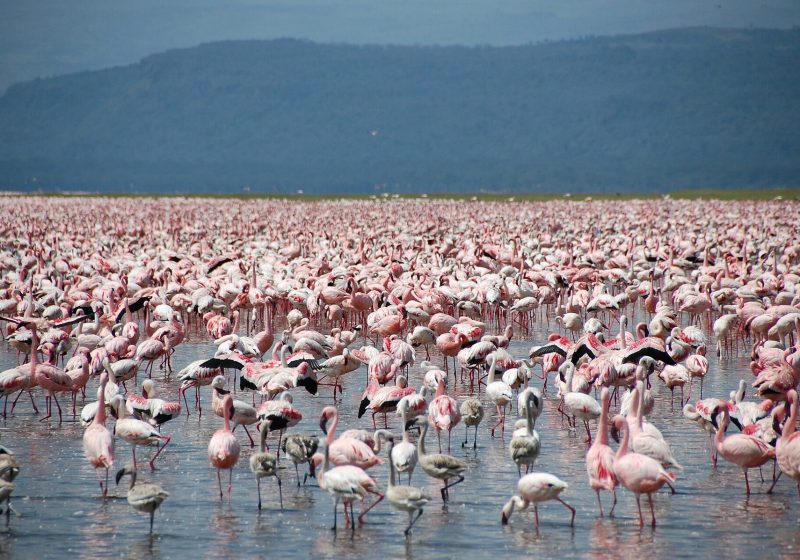 Lake Nakuru
