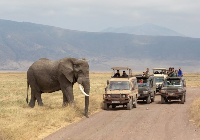 Ngorongoro