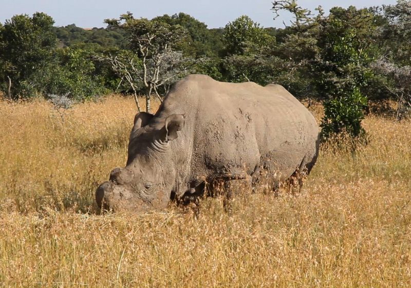 Ol Pejeta