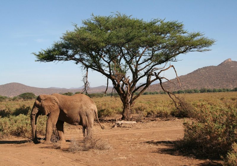 Samburu