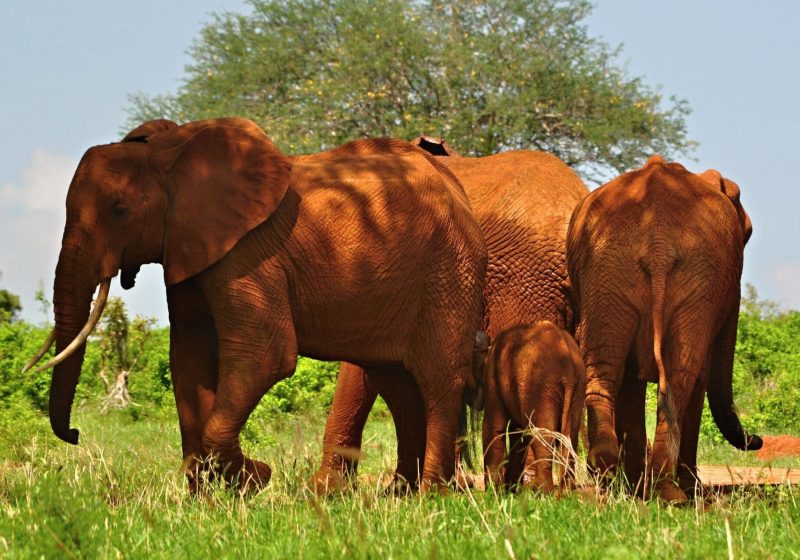 Tsavo